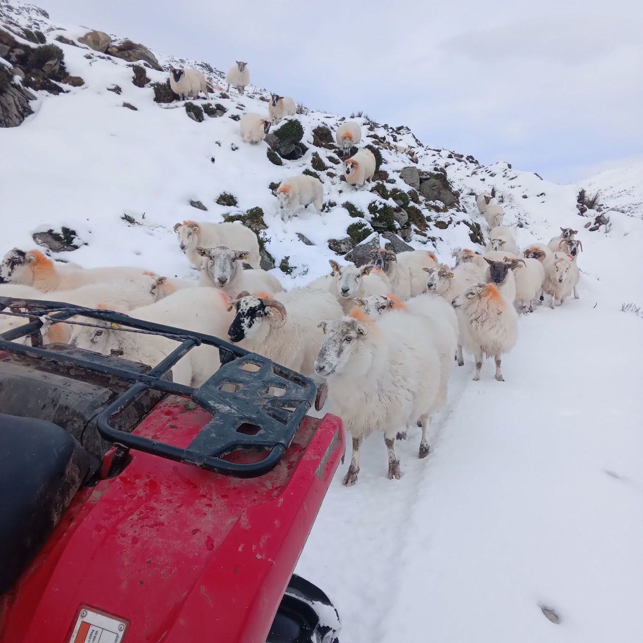 'It was like Mt Everest' - Kerry farmer saves sheep from heavy snow