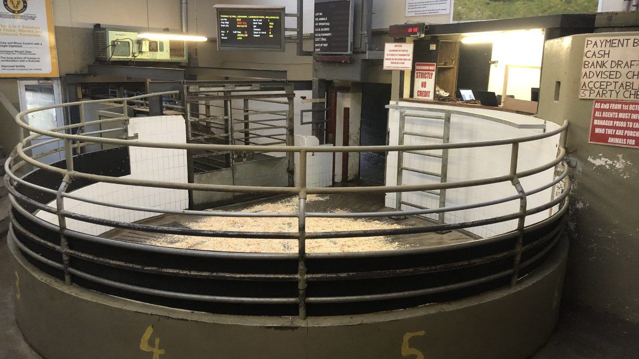 Reminder: Upcoming sales of interest to dairy and suckler farmers