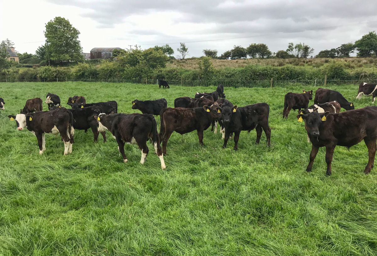 What are the target weights for my spring-born calves during the first grazing season?