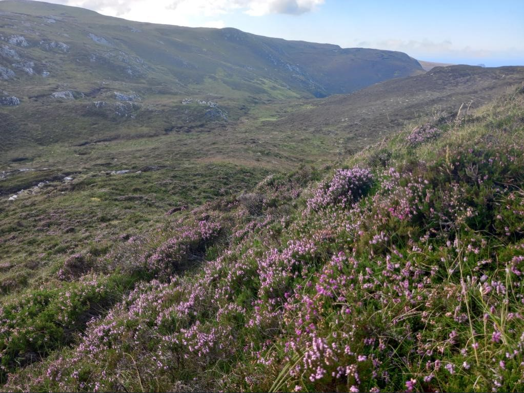 Tech giants to fund 450ha of peatland restoration in Ireland