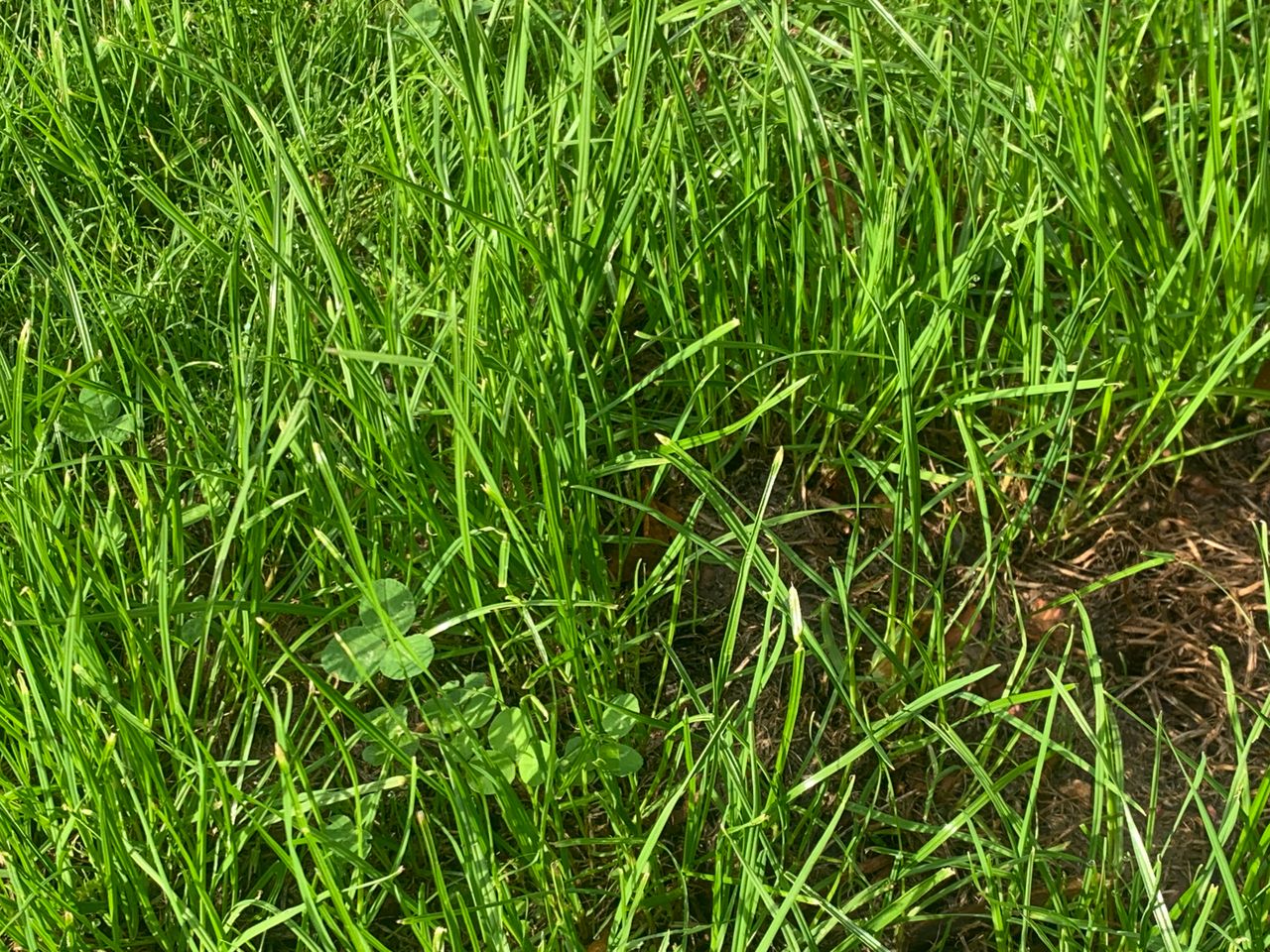 AFBI involved in €2m All-Ireland grass development programme