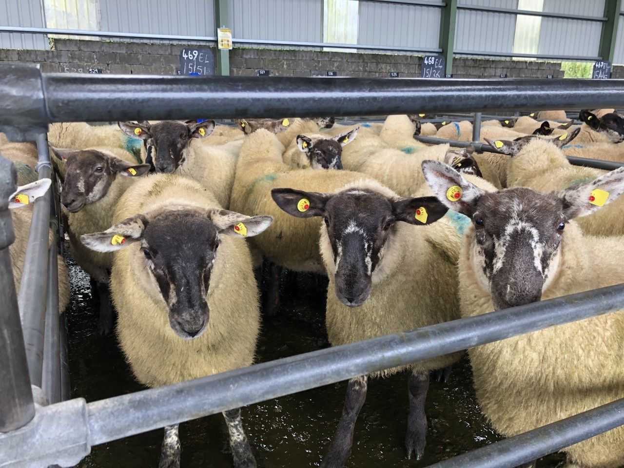 Breeding sales: Ewe lambs catch the eye across marts