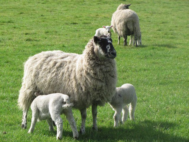 Top tips: Best-practice grassland management for sheep farmers