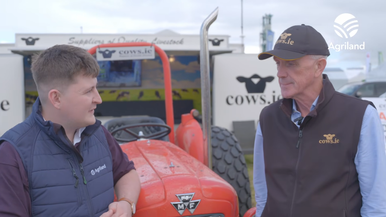 Irish Cattle Exports at Ploughing 2026