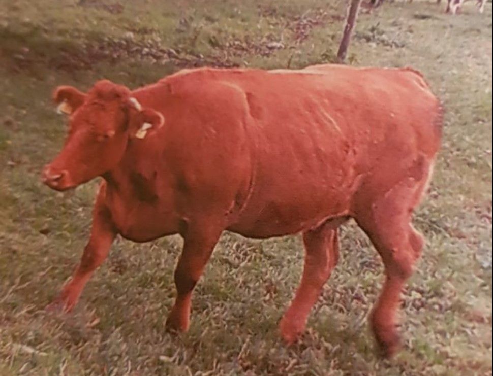 Cash reward offered for return of stolen Limousin cow