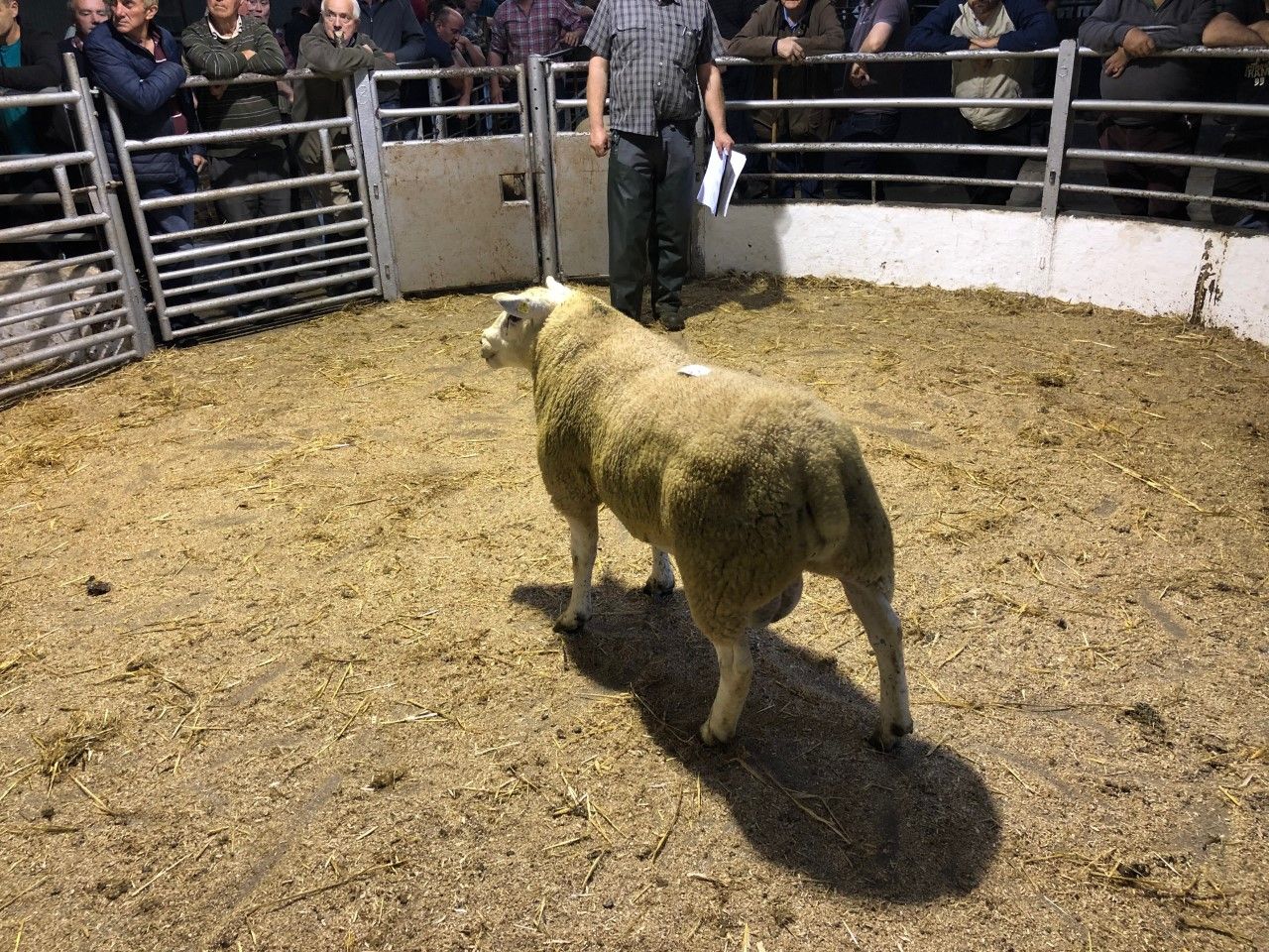 Multi-breed ram sale set for Tullow tomorrow