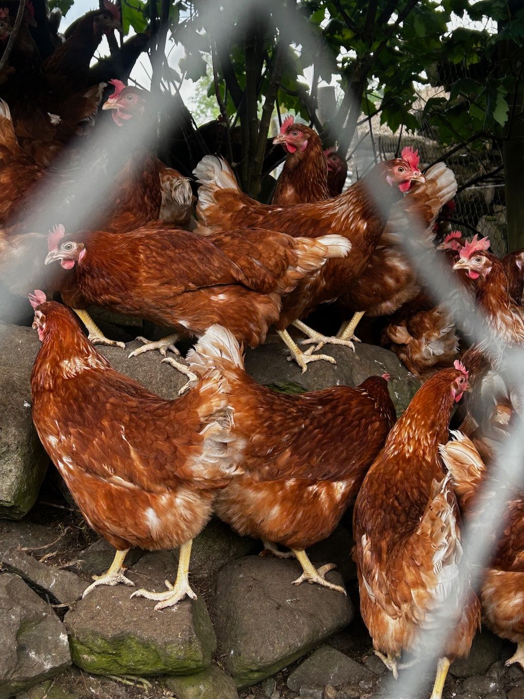 Young Cavan farmer knew 'eggs-actly' what consumers wanted