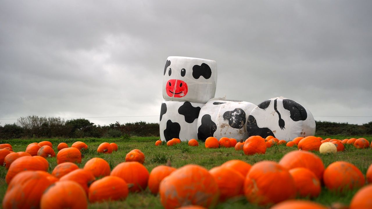 Watch: Pumpkins and pedigrees cross paths in Co. Kerry