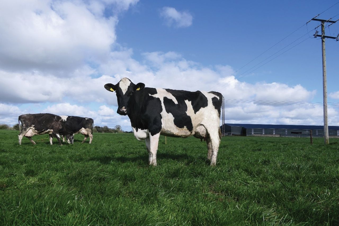 IHFA Farmer Focus Series: Value and longevity in two well-known herds