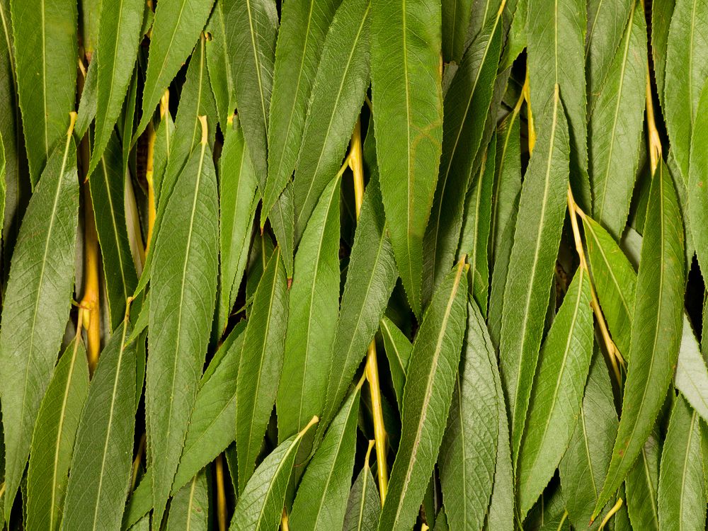 Bioenergy grant scheme open