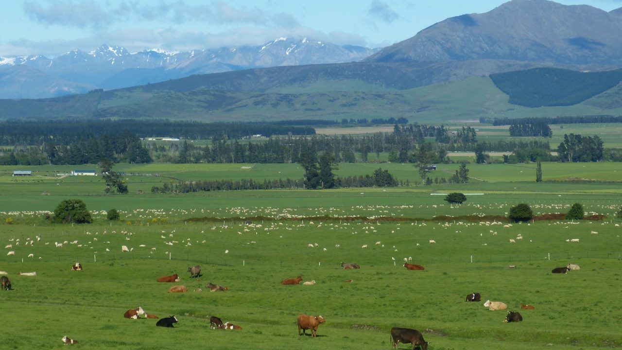 New Zealand beef and lamb outlook 'positive', but risk of headwinds