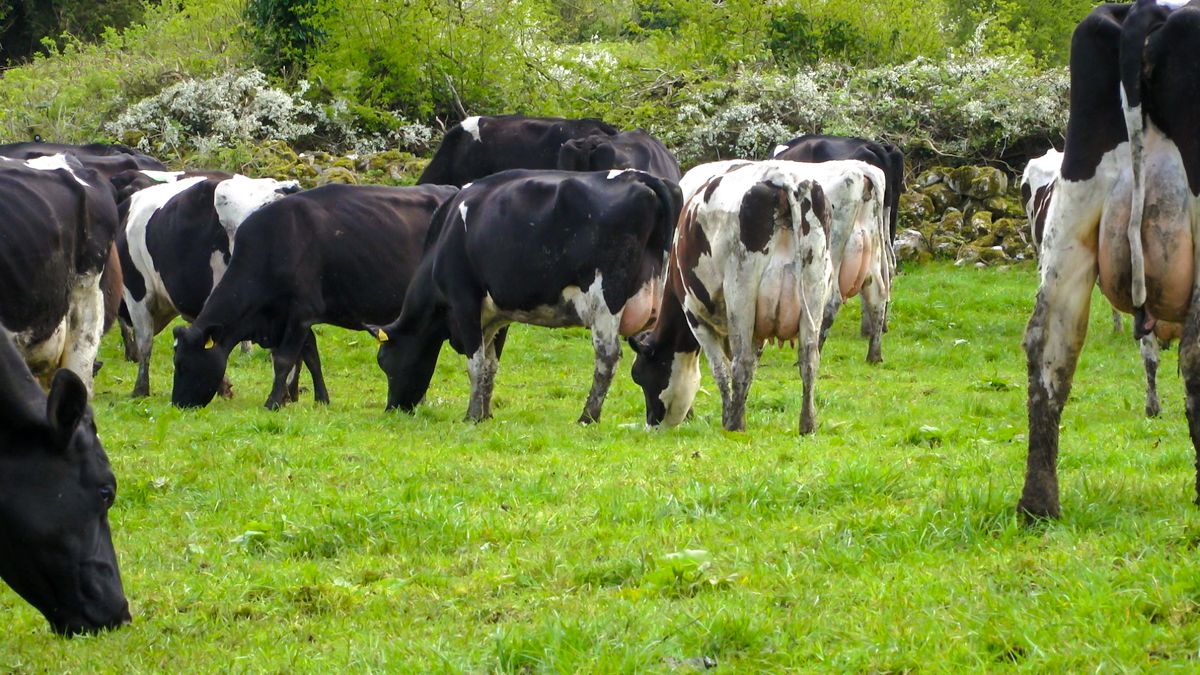 The importance of dairy herd fertility management in springtime
