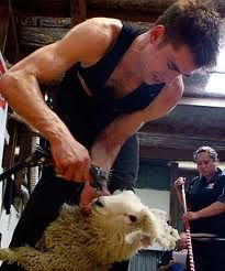 World lamb shearing champion set for Tullamore
