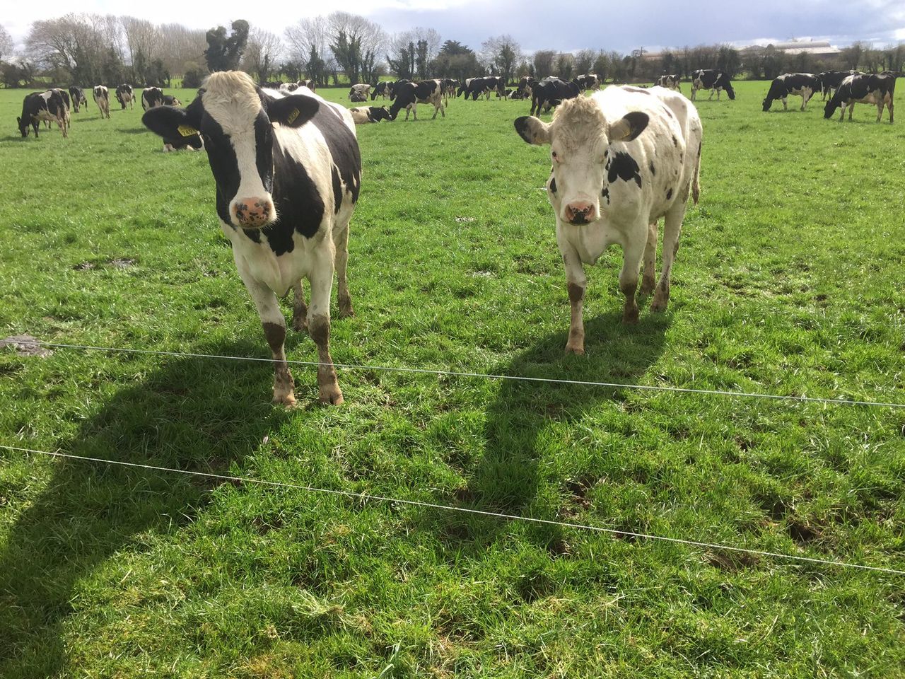 Ornua's PPI records highest monthly increase this year
