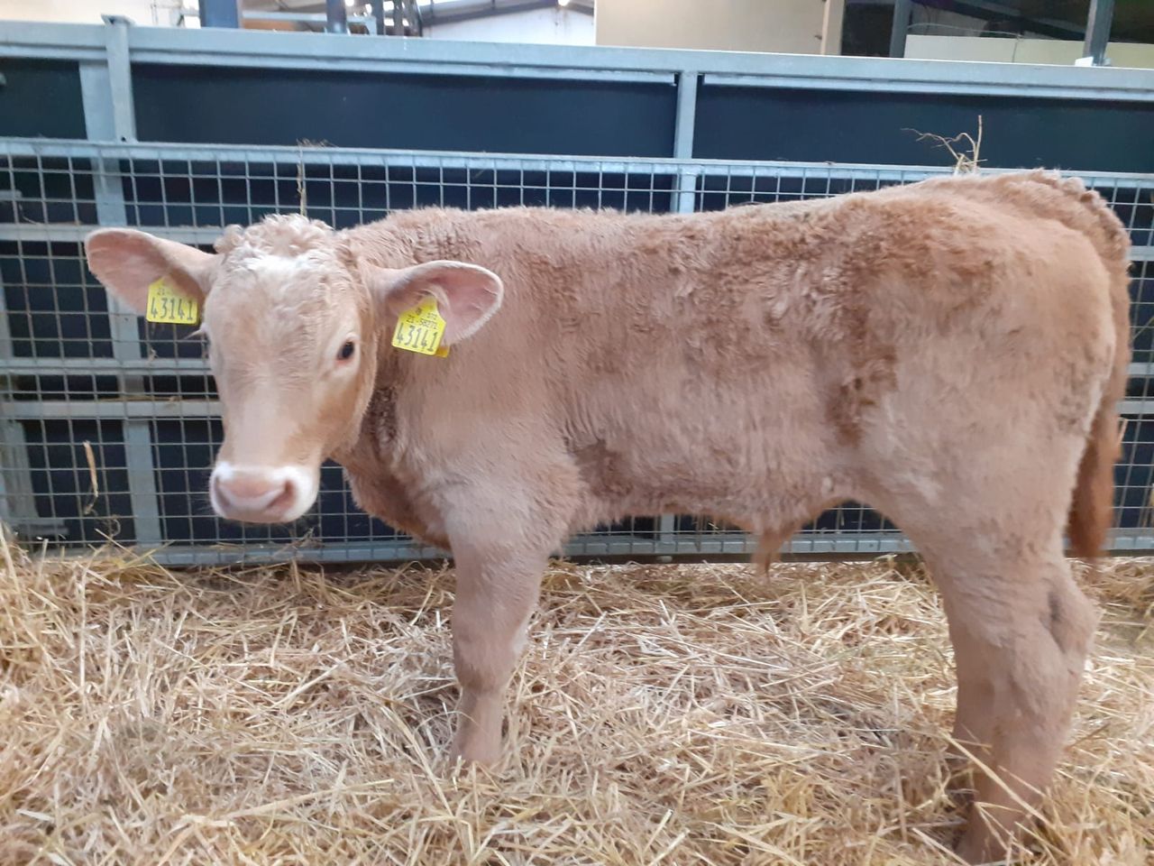 Waterford Ross Mart calf trade continues to improve