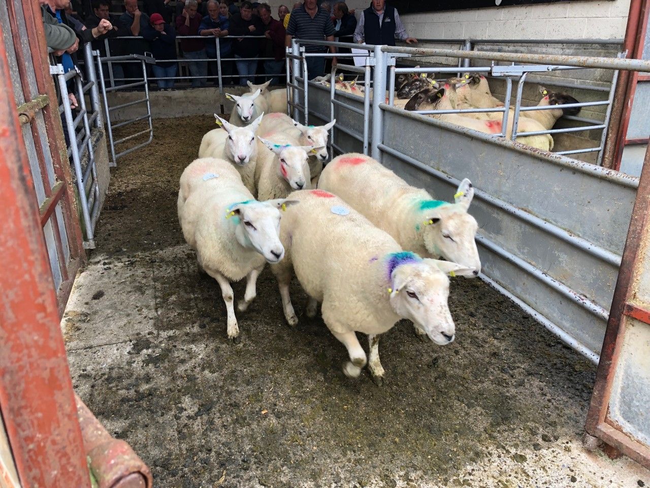 Sheep marts: Store lamb trade leading the way, as factory-fit lamb prices peak at €95/head