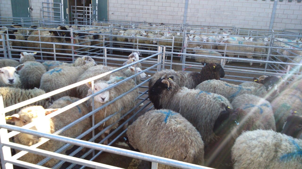Sheep marts: Trade steady, but factory-fit lamb prices back slightly