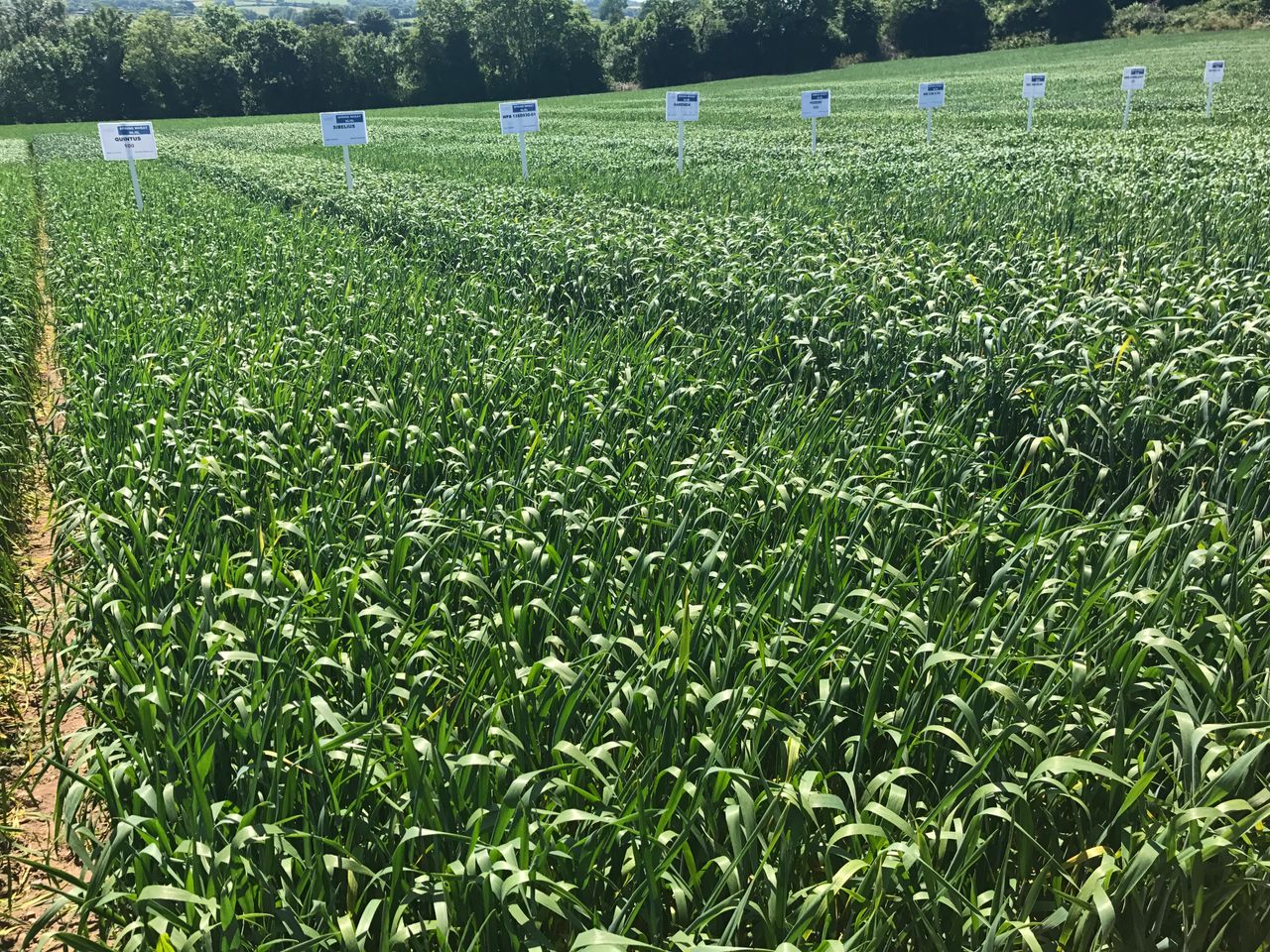 Dairygold tillage evening set for this Thursday