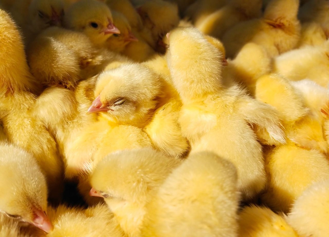 Dutch company secures €40m loan to end culling of male chicks