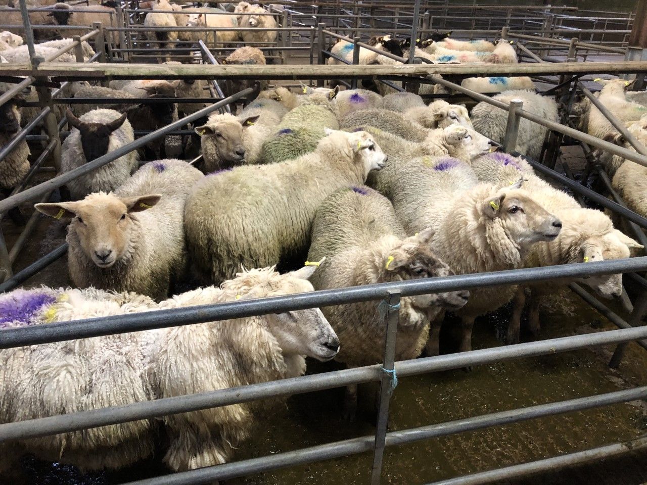 Both lamb and hogget prices fall in Great Britain