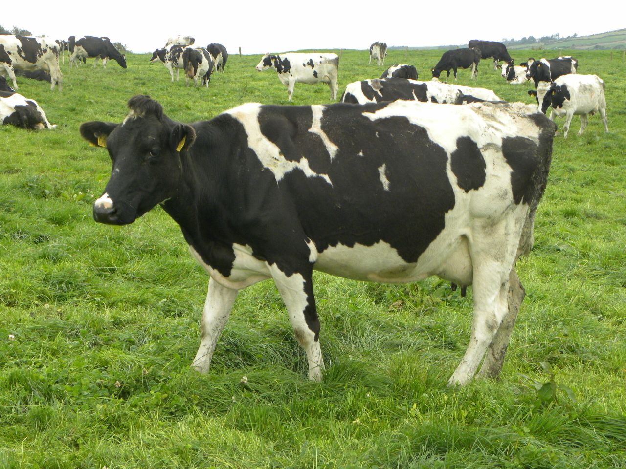 Northern dairy farmers issued advice as milk prices slump by 30% in a year