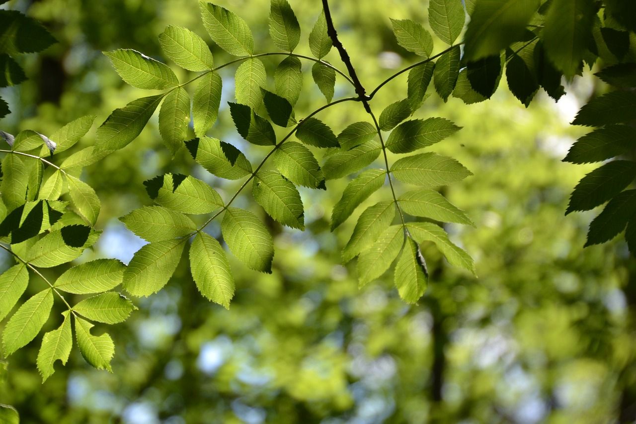 How ash dieback has spread in Ireland in recent years