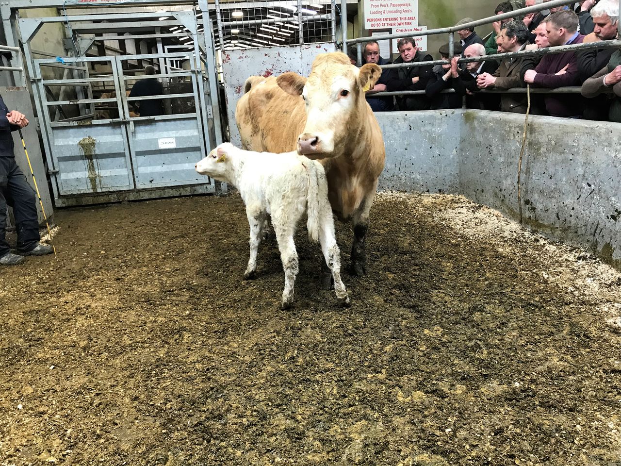 Mart report: Demand for quality evident in Castlerea and Kilrush