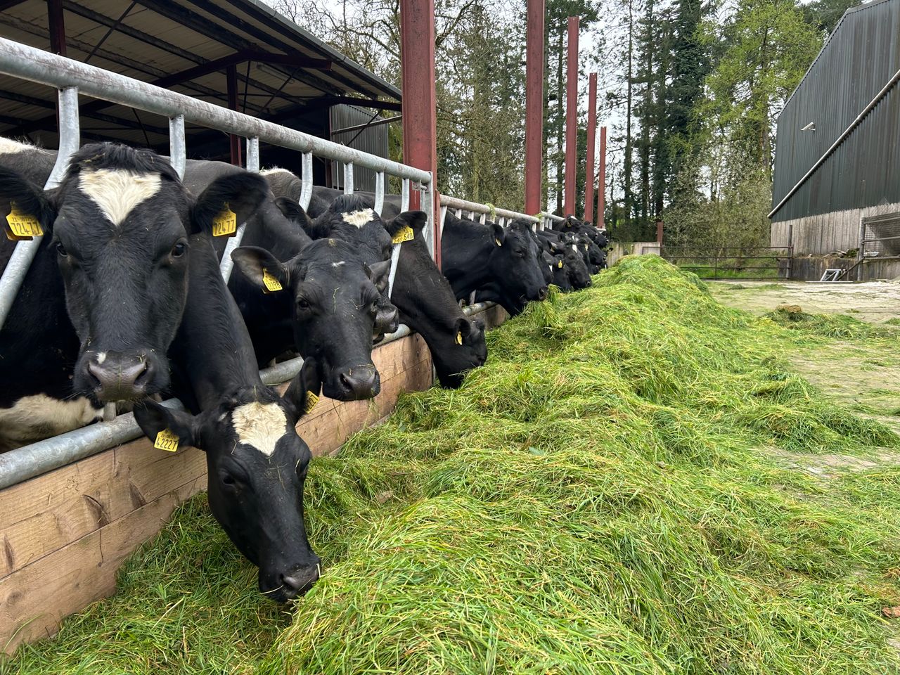 Dairy Focus: Components and longevity evident in Coolmohan herd