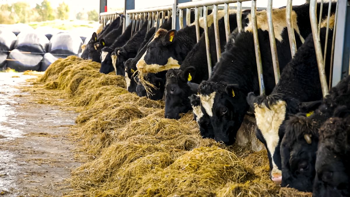 Beef prices do not reflect high input costs - IFA