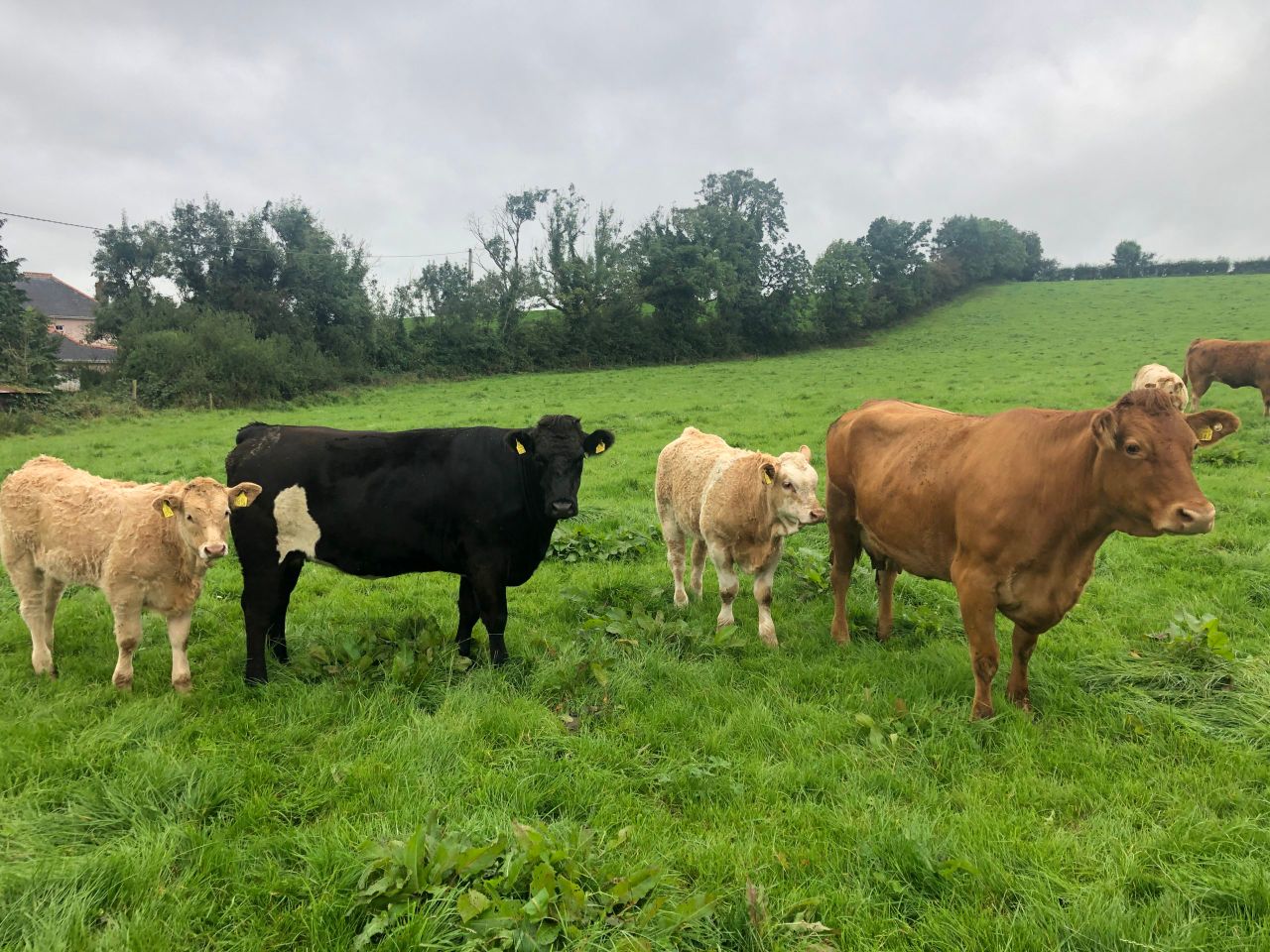 Beef Focus: Running a 30-cow suckler operation in Co. Cavan
