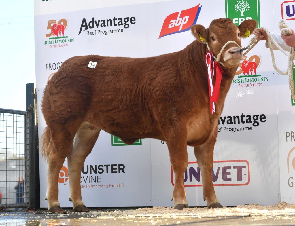 Female Champion, Templequain Sheeba, sold for €6,900