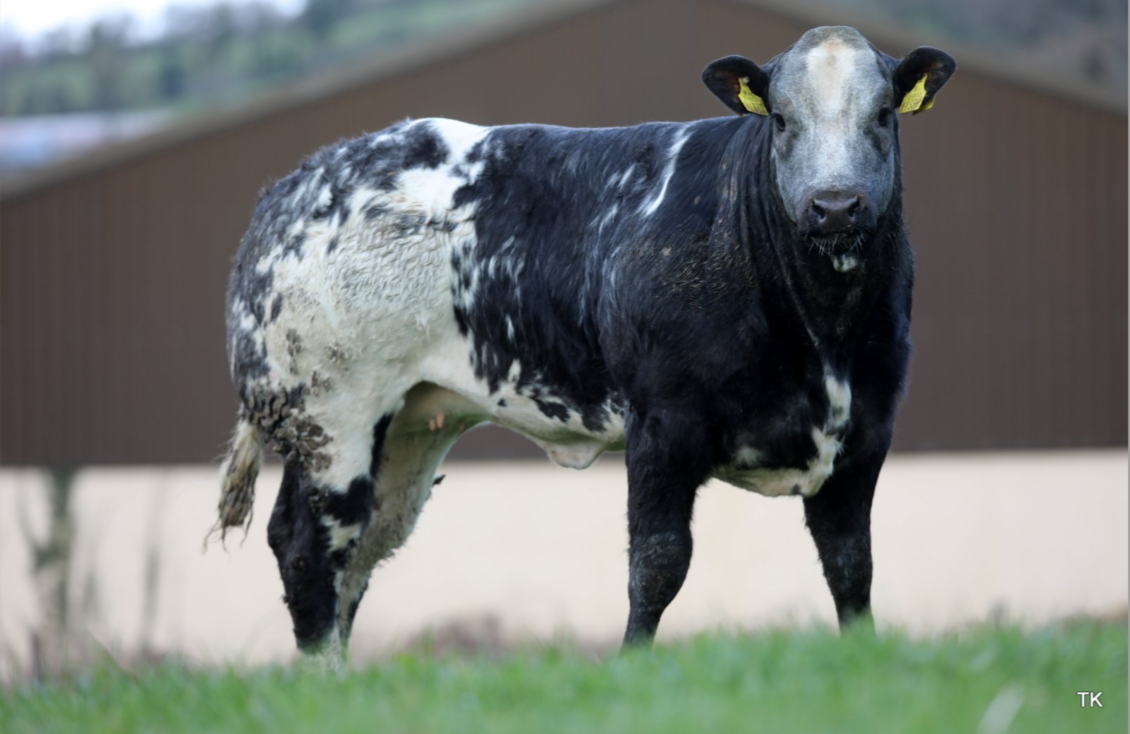 365kg crossbred heifer makes €4,400 at Carrigallen Mart