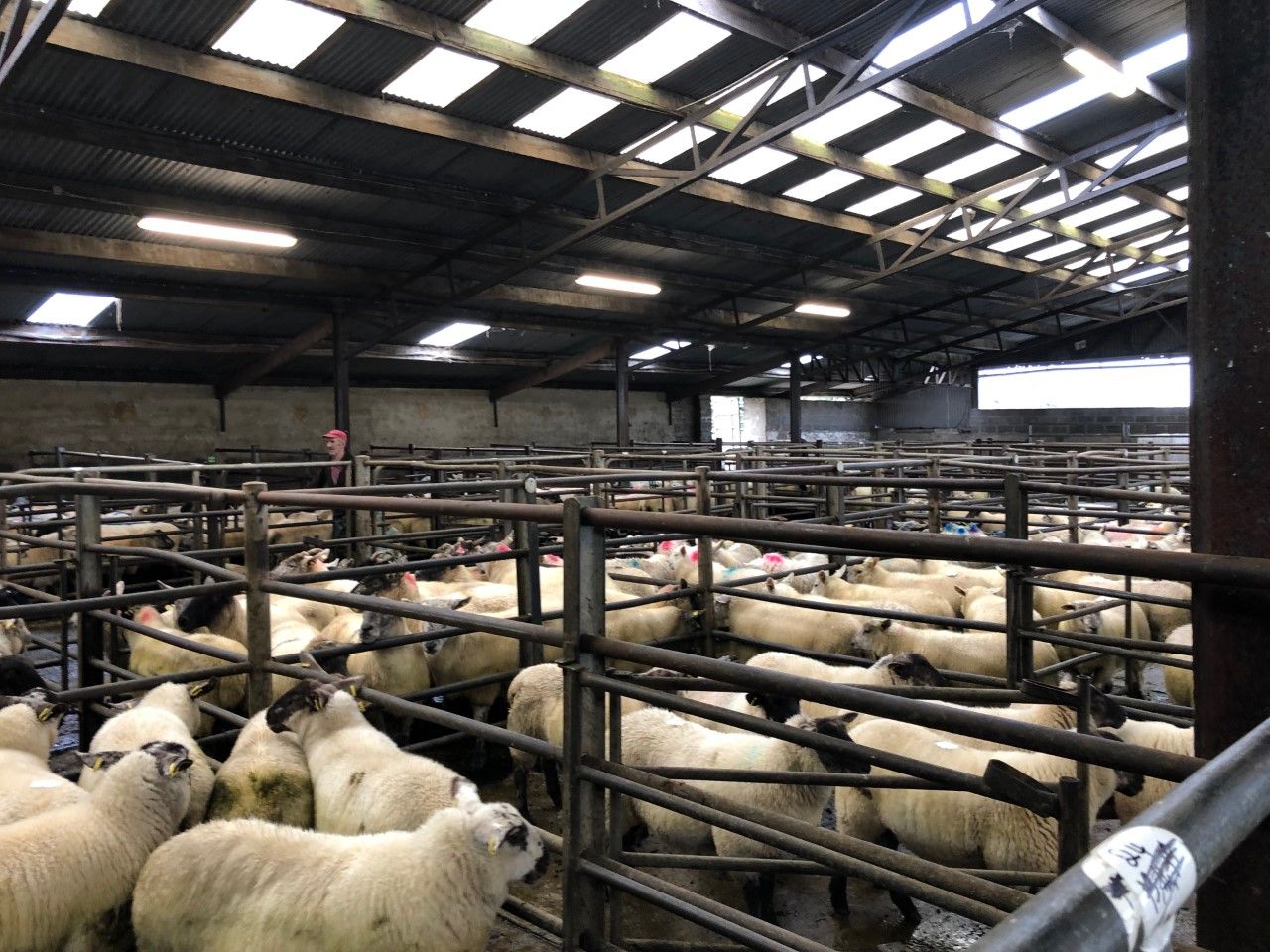 Sheep marts: Strong farmer interest for ewes with lambs at foot