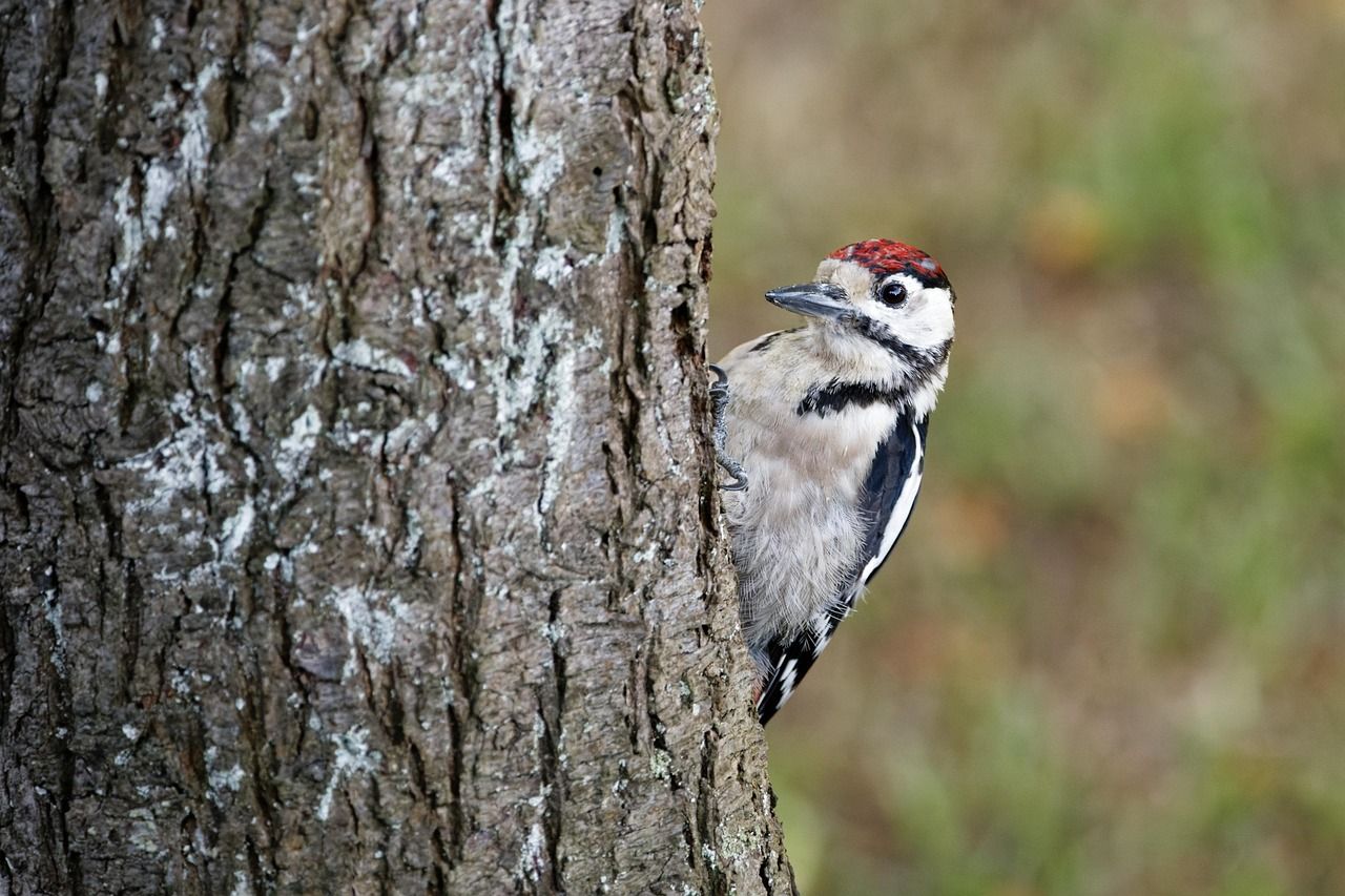 How many woodpeckers does it take to switch the lights off in Co. Clare?