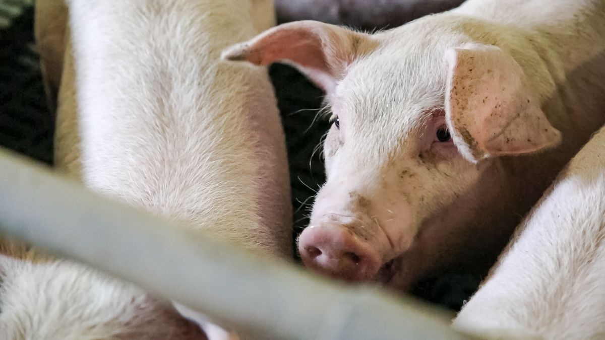 Funding awarded for research on generational renewal and pig health