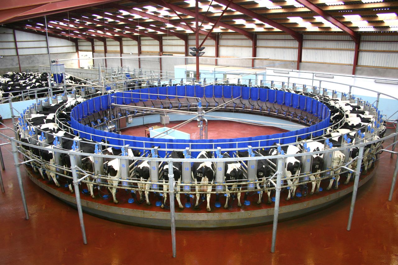 UK dairy farmers milk production set to break 20-year high