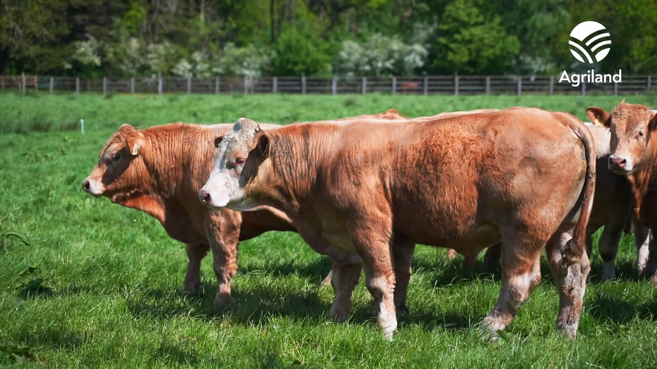 Liffey Meats event showcases 95-cow Longford suckler-beef farm