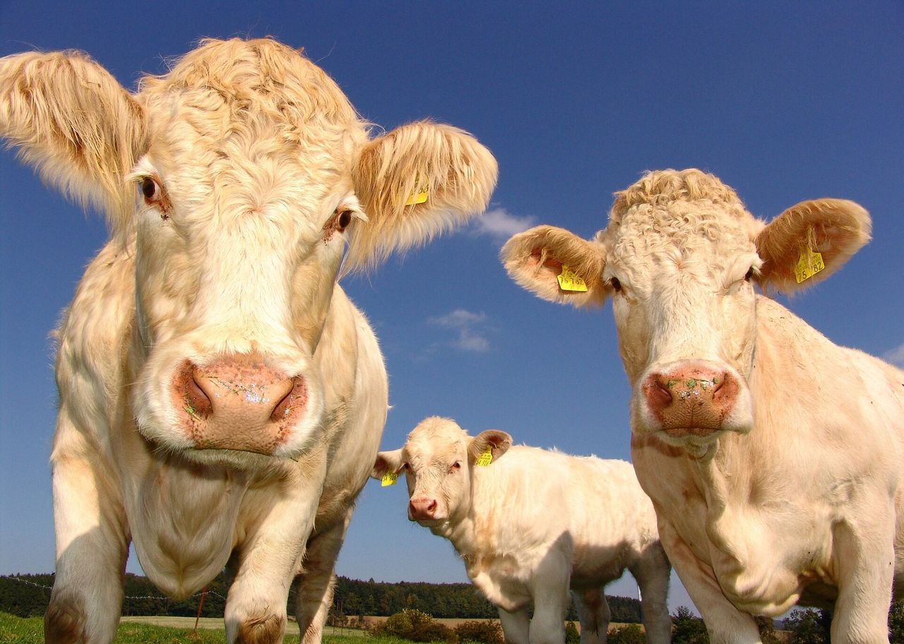 Agriculture accounts for 14% of GHG emissions in EU