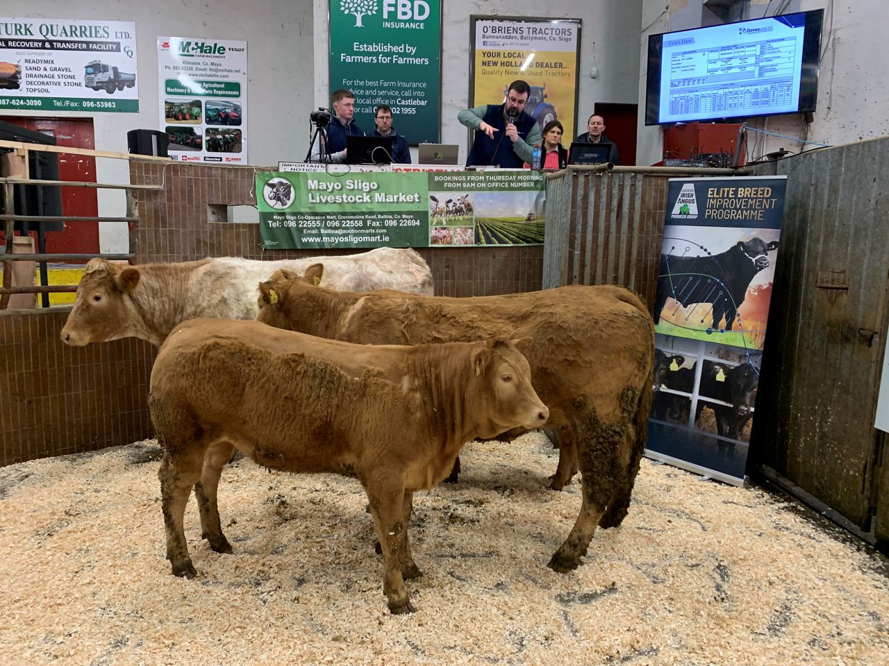 Photos: Scheme-eligible suckler stock at Ballina breeding event