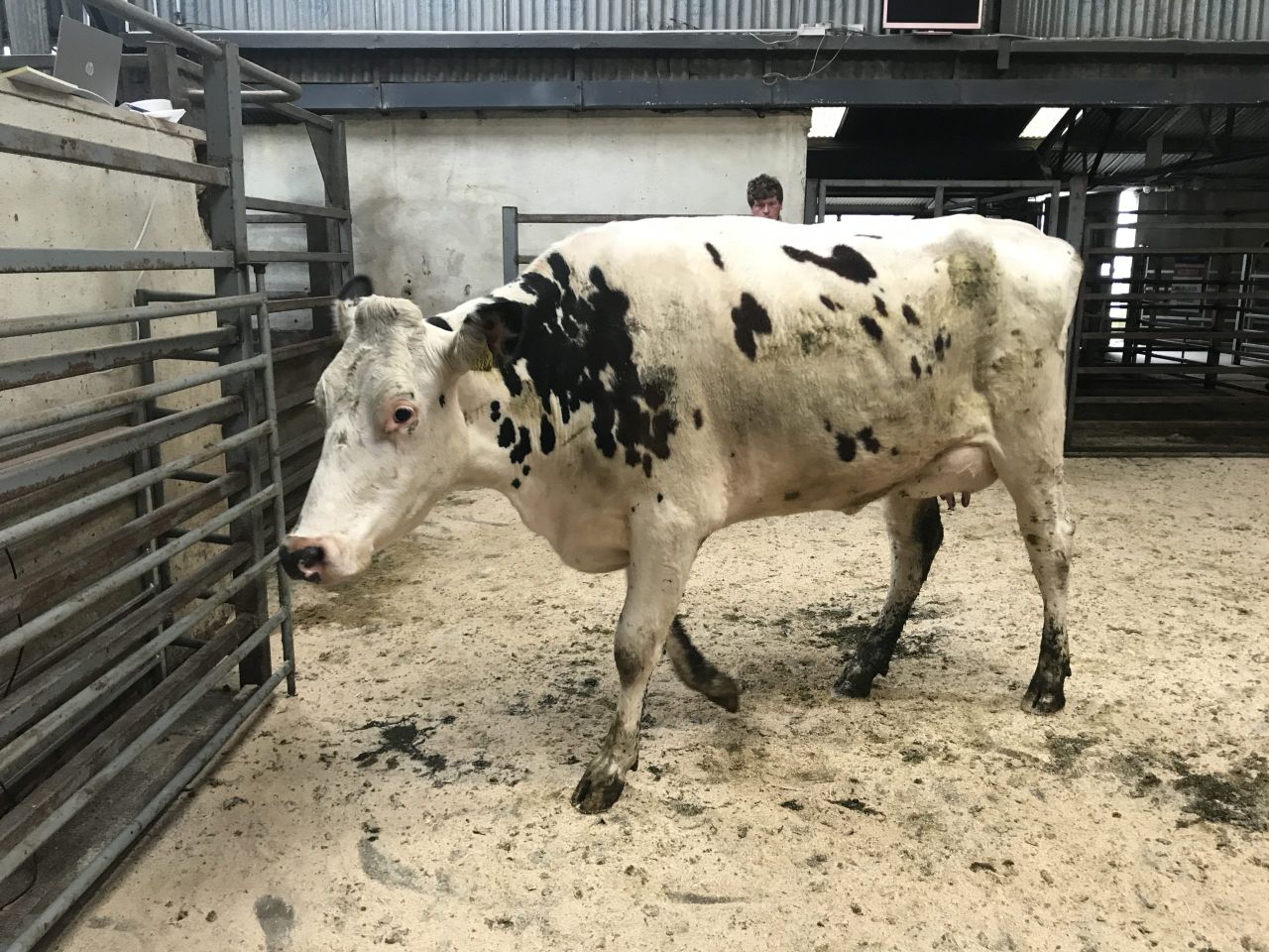 Demand back for cows in milk at Carnew dairy sale