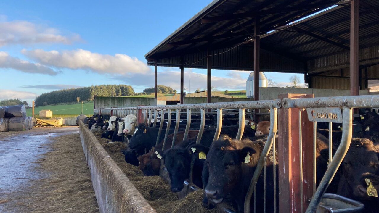 Housing spring 2024-born weanlings on the ABP Demo Farm