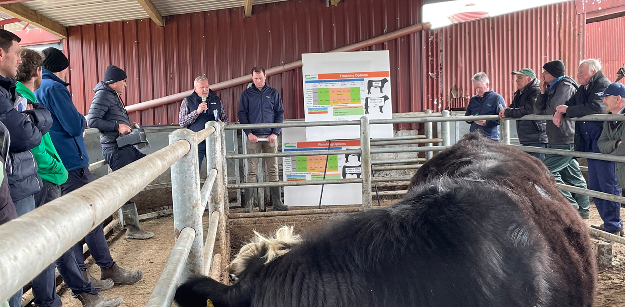 Factory quotes: Prime cattle 'to get scarce' as prices lift
