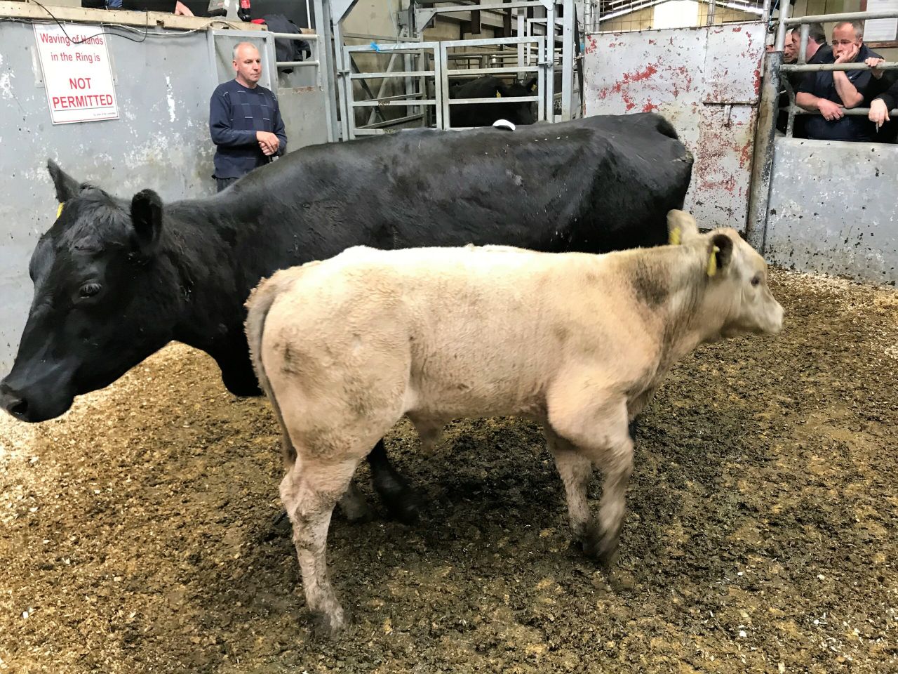 Pics and prices: Cow with twin bulls at foot fetches €2,800 at Ballyjamesduff Mart