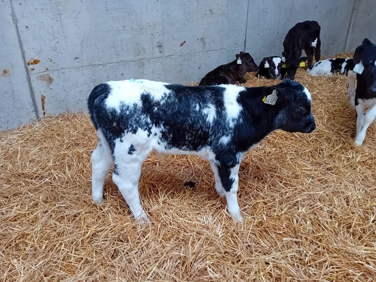 'Quality' calves for sale at Offaly charity auction