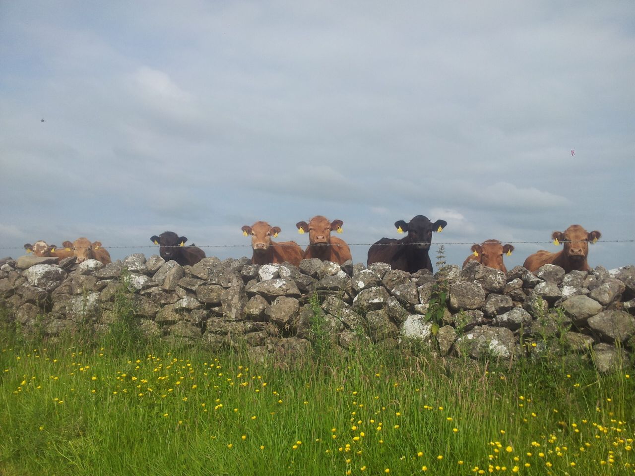 Beef kill showing signs of slowing - Week-on-week kill drops by 2%