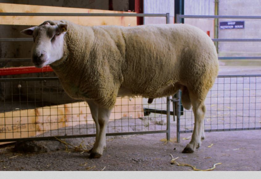 'Sheep genomic testing too important to let fall by the wayside'
