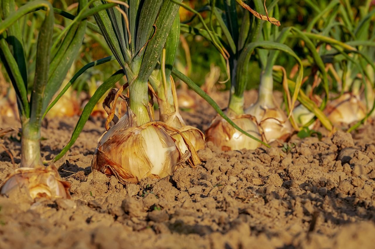 Organic horticulture event to take place in Birr tomorrow