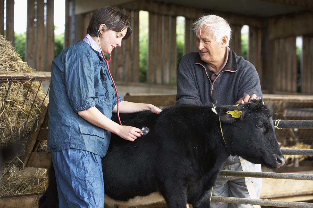 New graduates predicted to meet vet demands in rural areas