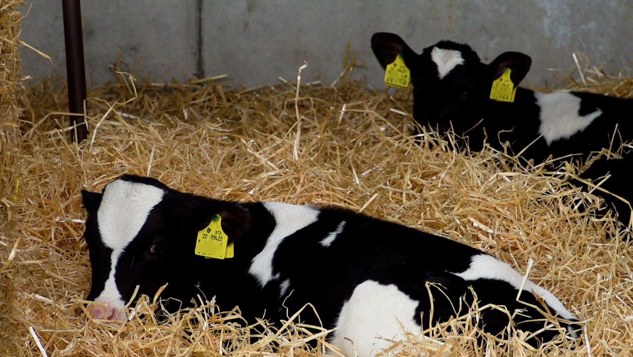 Maintaining optimum calf health as the season ramps up