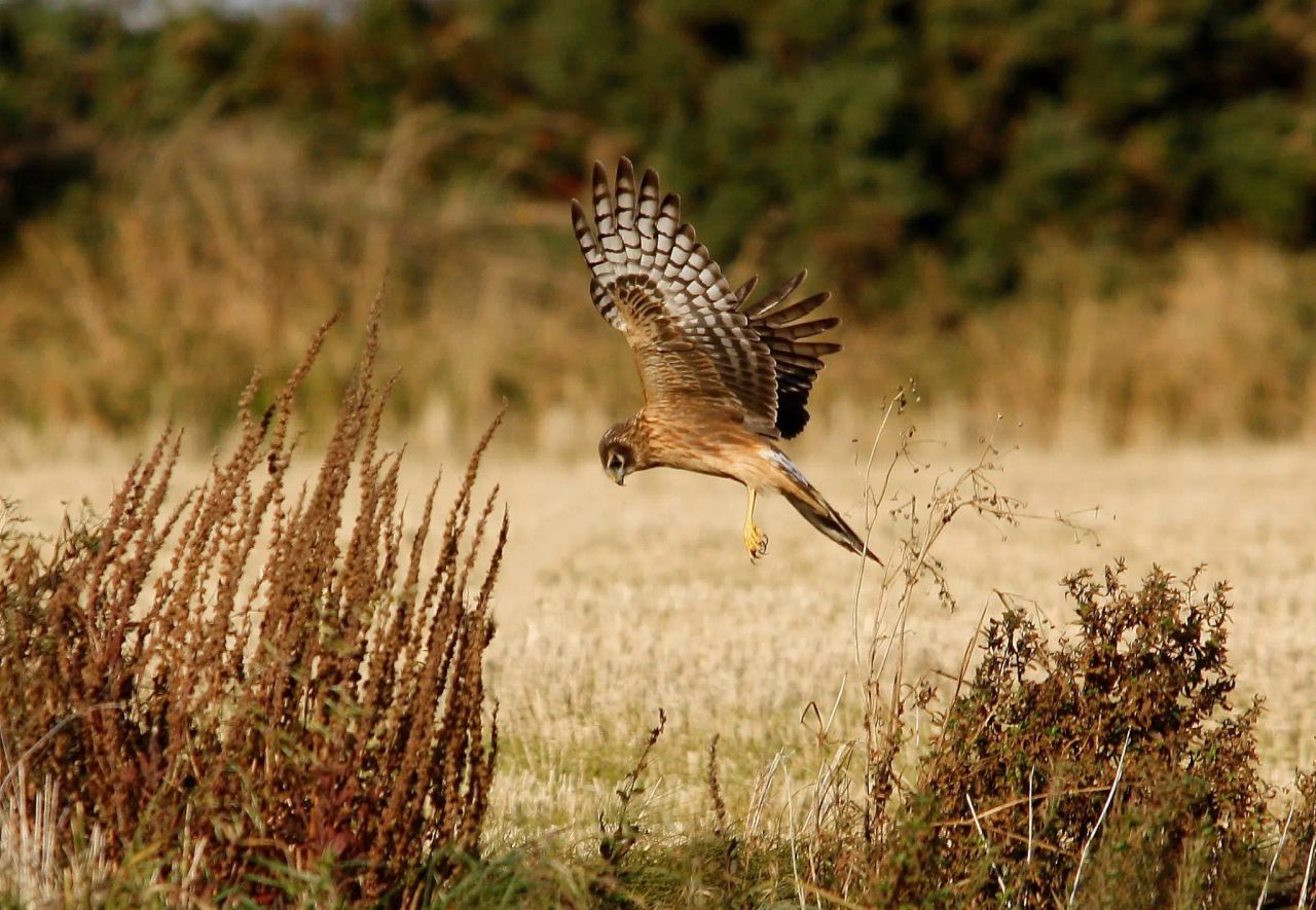 Call for increase in government spending on biodiversity